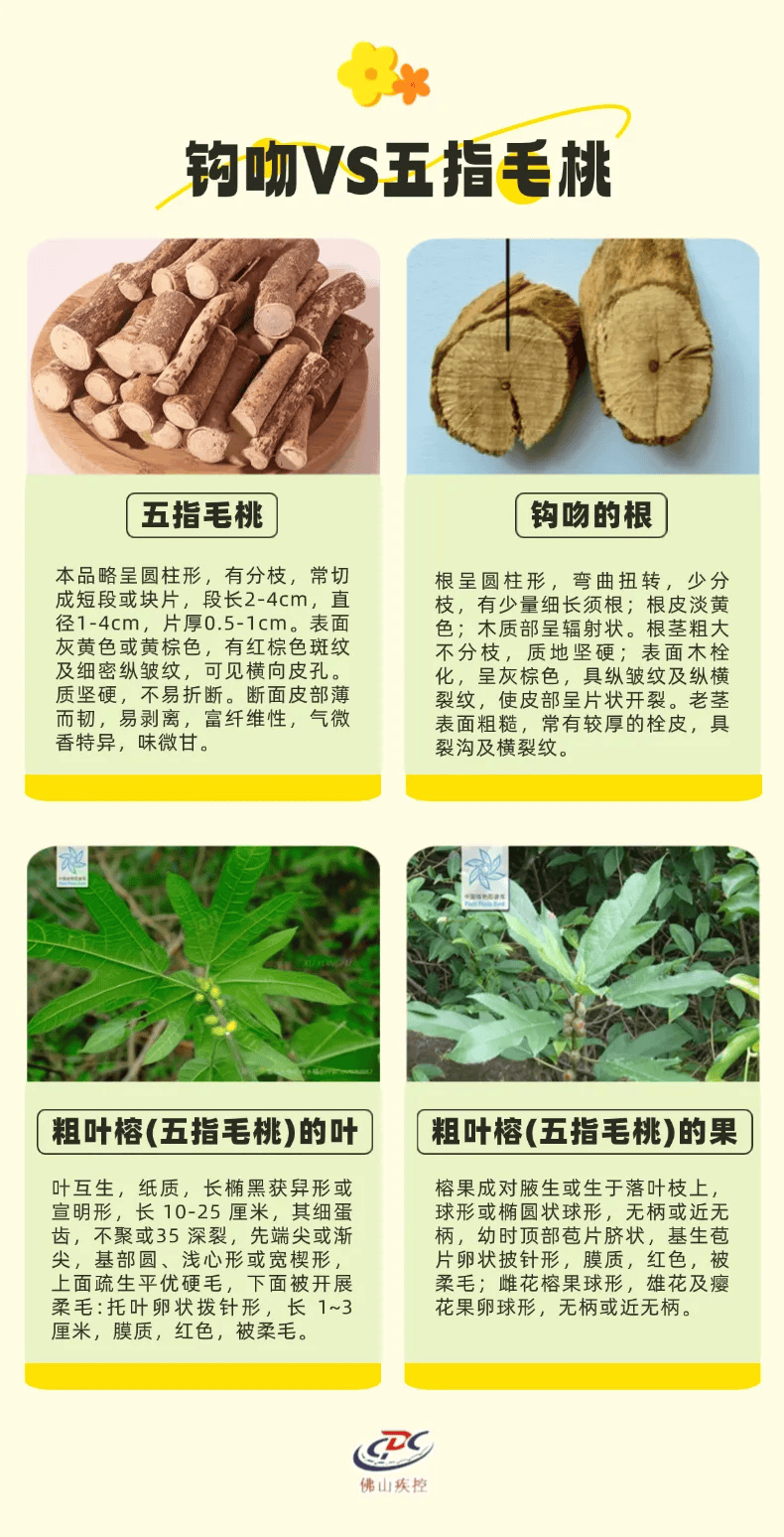 电子竞技_一锅汤放倒佛山一家6口 警惕：此物剧毒电子竞技！