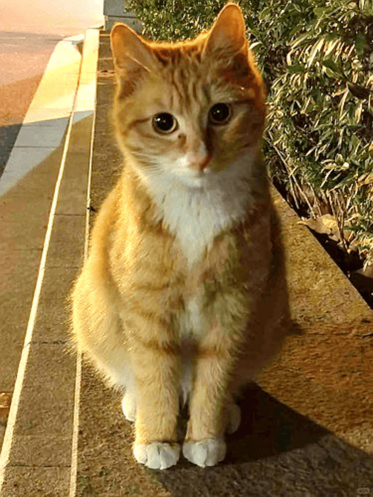 皇冠信用盘如何申请_南京大学校庆日“校猫”被钢珠打碎头骨？校保卫处：看了一夜监控皇冠信用盘如何申请，暂未锁定嫌疑人