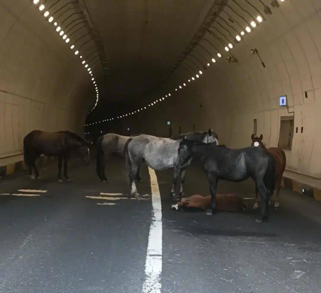 皇冠信用網如何开户_一匹小马倒在隧道里皇冠信用網如何开户，五匹大马围住“拦路求助”，警方称已到现场处理