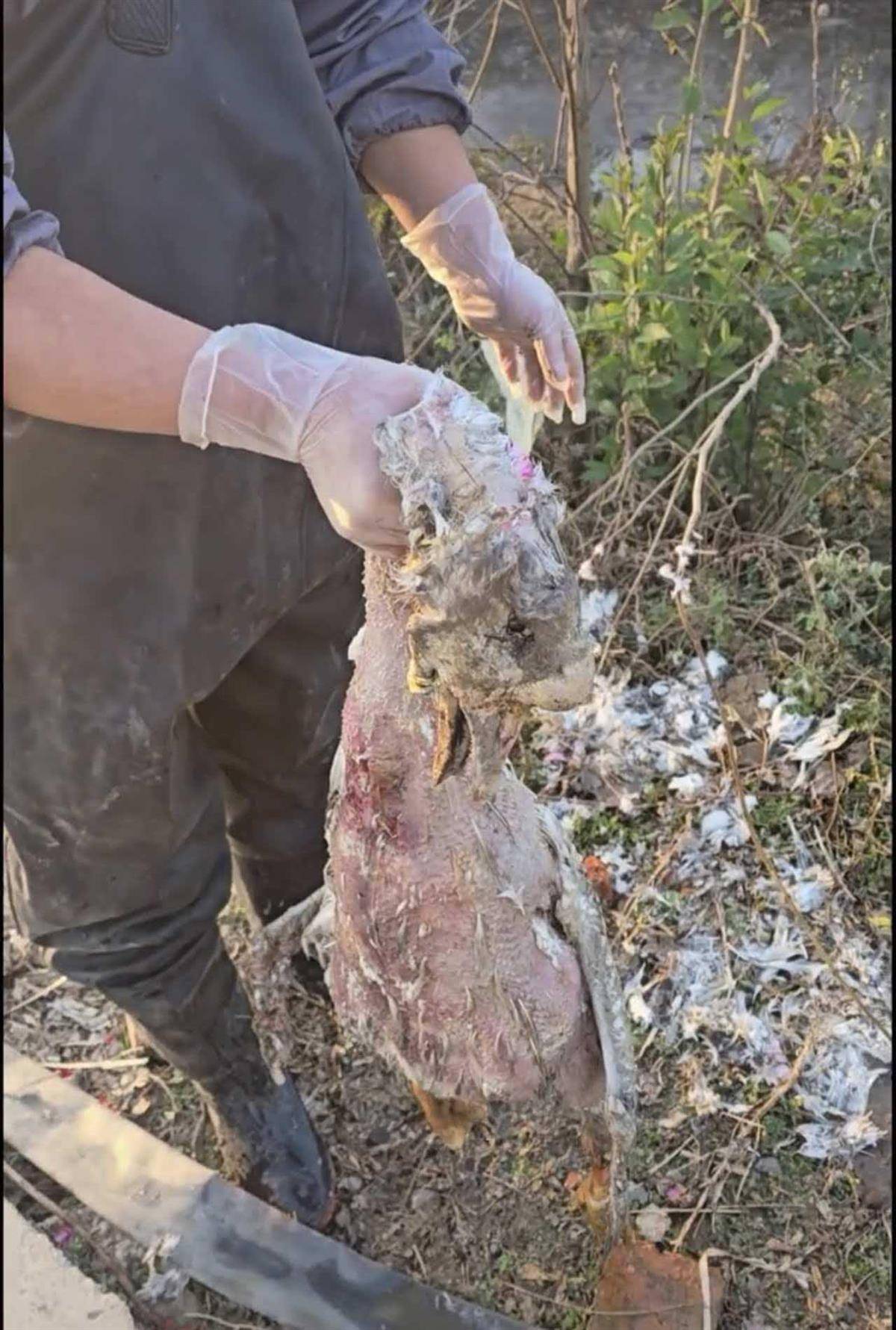 苏格兰超级联赛_大鹅主人抽水追凶最新进展来了：深刨半米淤泥啥也不见苏格兰超级联赛，或因厚草盖顶溺亡